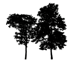 Silhouette Wide Canopy isolated trees silhouette of tree on transparent background png