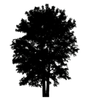 Tree Silhouette Wide Canopy isolated tree silhouette for brush on transparent background png