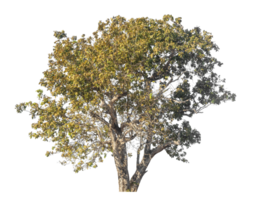 isolado árvore em transparente fundo com recorte caminho, alfa para escova design, alto qualidade recorte mascarar para profissional composição. png