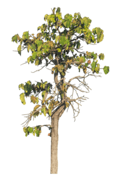 alberi isolato su trasparente sfondo.isolato albero su trasparente sfondo con ritaglio sentiero, alfa per spazzola design png