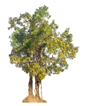 Isolated trees on transparent background with clipping path, alpha for brush design png