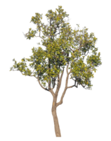 Single tree isolated on transparent background.Isolated tree on transparent background with clipping path, alpha for brush design png