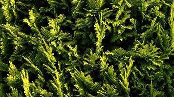 Fresh Thuja wallpaper, background photo