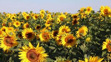 vibrant sunflower field under clear blue sky, golden blossoms facing the sun in full bloom, concept of agriculture, nature tourism, botanical product video
