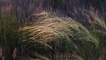 wild grass swaying in the evening light with a natural soft focus and rich golden tones, tranquil meadow atmosphere during sunset, concept of agriculture, organic farming, Haymaking video