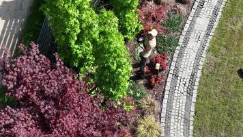 Professional Gardener Works on Lush Landscaping in Vibrant Green and Red Foliage video