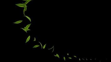 Leaves Blowing Upward on Black Background. Nature Particle Animation. 4K video