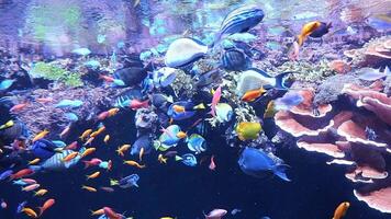 a large aquarium with many different types of fish video