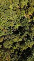 Aerial view of forest in the summer video