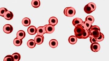 mikroskopisk röd celler flytta i en slinga mot vit bakgrund video
