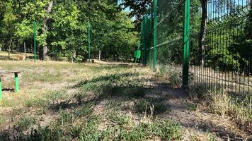 un' gruppo di giocoso basenji in esecuzione e interagendo su un' cane terreno di gioco durante un' soleggiato giorno. il cani mostrare energico comportamento, chasing ogni altro e esplorando il Aperto spazio. video