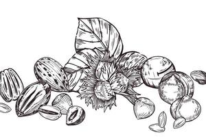 composición de avellanas, avellanas, nueces pecanas, nueces de macadamia, miseria y árbol hojas. todas objetos son dibujado a mano con tinta. ilustración para impresión en bienes, productos, vajilla, cocina textiles vector