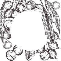 ilustración de un marco con macadamia nueces, hojas de un macadamia árbol, macadamia nueces en un rama. todas objetos son dibujado a mano con tinta. para impresión en alimento, productos cosméticos, cocina embalaje vector