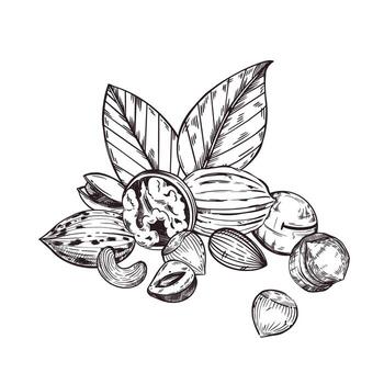 composition of nuts, walnuts, pecans, cashews, almonds, macadamias, hazelnuts, tree leaves. All objects are hand-drawn with ink. For printing on fabric, paper, dishes, kitchen textiles vector