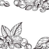 marco de nueces, nueces, nueces de macadamia, Almendras, avellanas, anacardos, árbol hojas. todas objetos son dibujado a mano con tinta. ilustración para impresión en comida embalaje, productos cosméticos, cocina vector