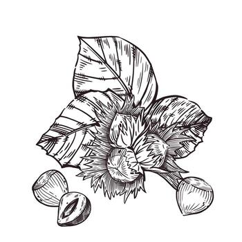 Hazelnuts, hazelnuts, hazelnuts, whole nuts and nuts with leaves, half a nut. All objects are hand-drawn with ink. illustration for printing on packaging of goods, products, tableware, textiles vector