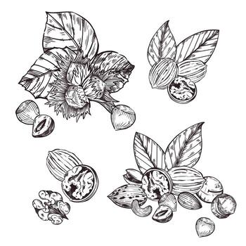 A set of compositions of nuts, hazelnuts, walnuts, pecans, macadamias, tree leaves. All objects are hand-drawn in . For printing on tableware, product packaging, kitchen textiles vector