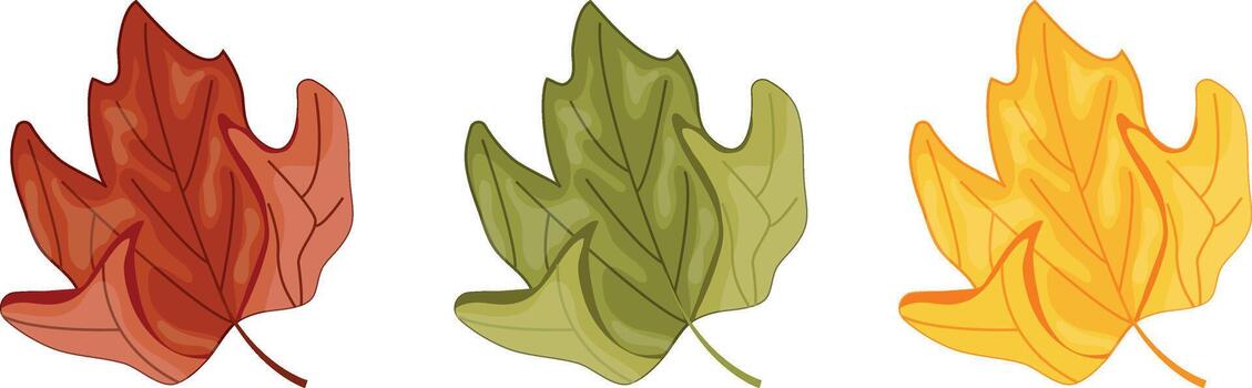 set of icons of unfolded colored leaves from deciduous trees, namely from maple trees, for autumn textiles, packaging or postcards vector