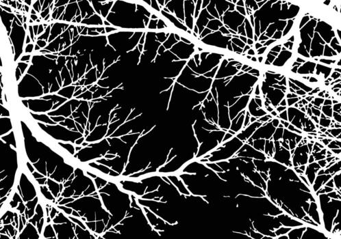 Tree dried branches and twigs of white color on black background. Silhouette monochrome negative picture vector