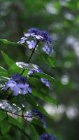 hortensia flores y arbustos floreciente en el lluvia video