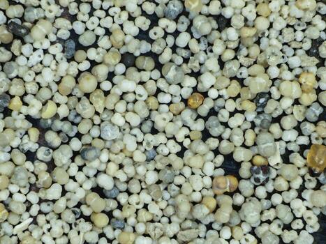 Assorted foraminifera shells under magnification showing various fossil microfauna shapes and structures, ideal for scientific and educational use. photo