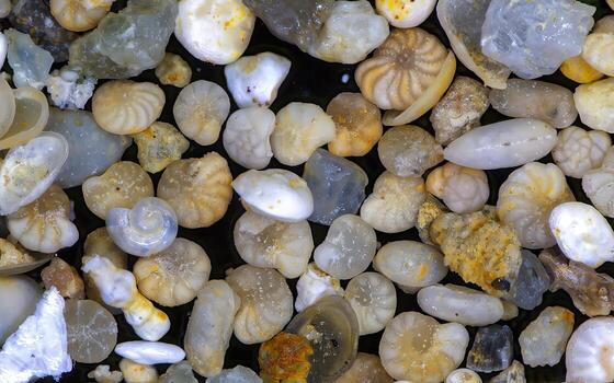Assorted foraminifera shells under magnification showing various fossil microfauna shapes. photo