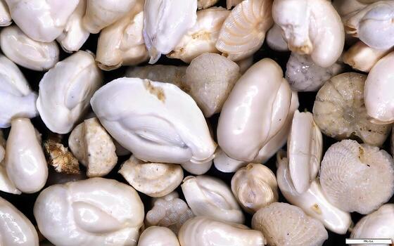 View of the assorted foraminifera shells under magnification showing various fossil microfauna shapes. photo