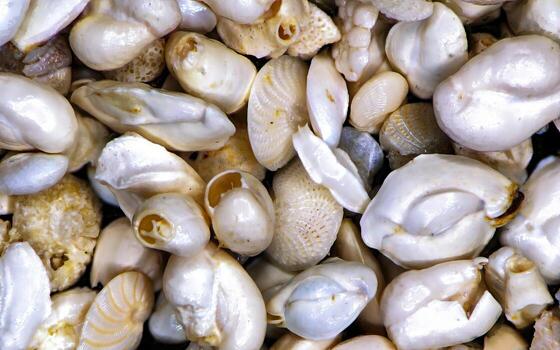 Assorted foraminifera shells under magnification showing various fossil microfauna shapes, detail. photo