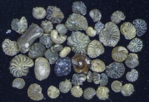 Assorted foraminifera shells under magnification showing various fossil microfauna shapes and structures. photo