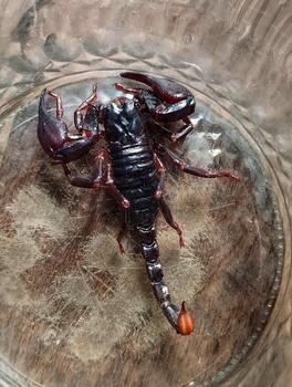 Scorpion is a group of animals with eight feet in the Scorpiones order in the Arachnida class photo