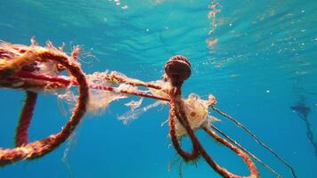 fiske netto med sopor flytande i de hav video