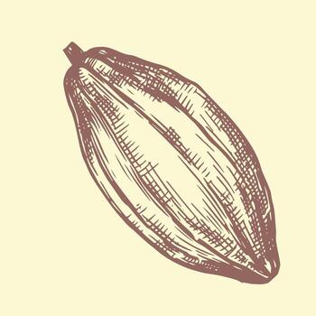 cacao frutas Clásico bosquejo estilo imagen. vector