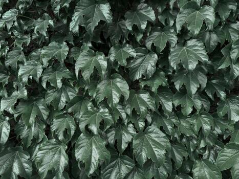 A vibrant and dense green leaf wall, perfect for use as a natural background The fresh foliage is evenly layered, creating a seamless texture that symbolizes nature photo