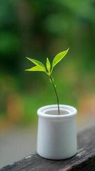 Tiny Green Plant Sprouts in a White Pot Outdoors. photo
