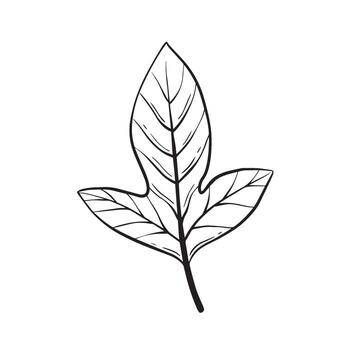 An Intricate and Detailed Outline of a Leaf Featuring Unique Veins and Structures vector