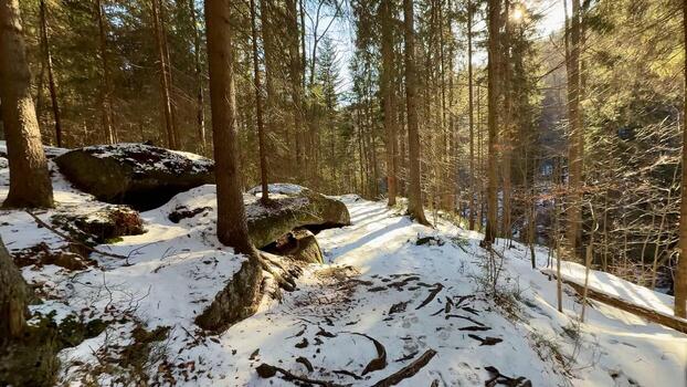 A beautiful, scenic winter forest path lined with snow and illuminated by the sunlight photo