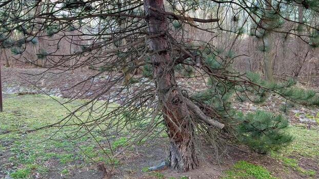 A Unique and Fascinating Tree with an Uniquely Twisted Trunk and Intricately Twisted Branches photo