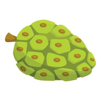 Exotic noni fruit showing its unique texture and green color vector