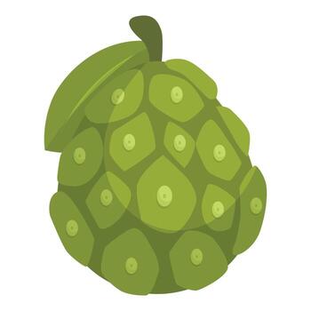 Noni fruit showing its distinctive surface and green color vector