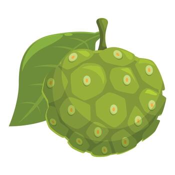 Noni fruit showing its green and bumpy rind with a leaf vector