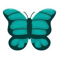 Turquoise butterfly showing its wonderful wings and body vector