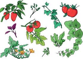 Set of hand drawn vegetable garden plants vector