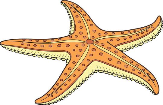 Hyper realistic starfish drawing with natural five arm texture and realistic shading for professional stock illustration vector