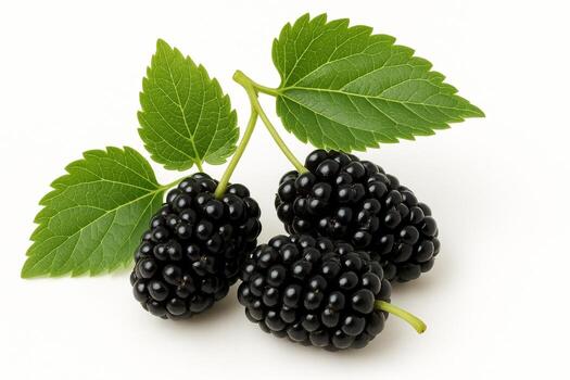 There are three blackberries with a rich dark purple color on a white background. Nearby there are green leaves with a jagged edge and an expressive pattern of veins. photo