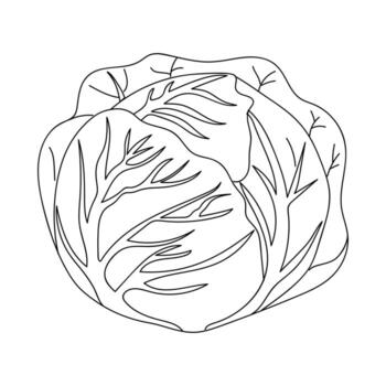 Detailed illustration of a cabbage with visible leaf structure and texture in a simplistic style on a plain background vector