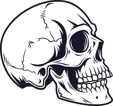 A detailed illustration of a human skull in profile view, showcasing its intricate bone structure against a stark white background, conveying a sense of mortality and mystery. vector