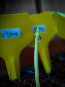A yellow plastic container photo