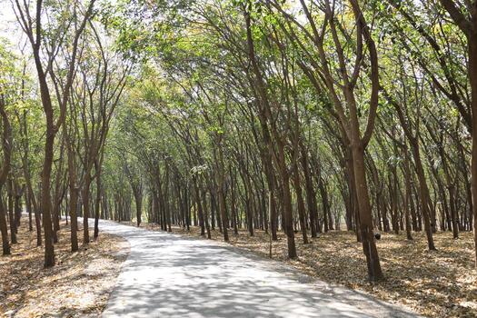 Rubber plantations are planted in rows and ready for tapping . photo