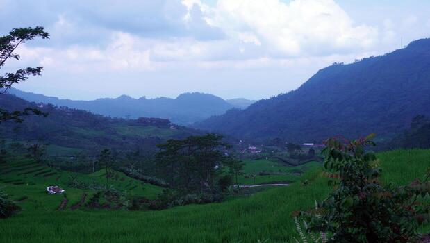 A view of a rice field with mountains in the background photo