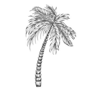 Linear palm tree. Sketch style tropical palm tree. Hand drawn illustration. vector